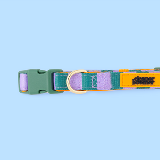 Checkerboard Star Pet Collar