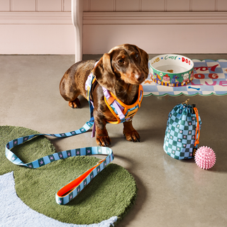 Checkerboard Star Dog Walking Set