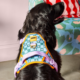 Checkerboard Star Pet Harness