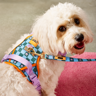 Checkerboard Star Pet Harness